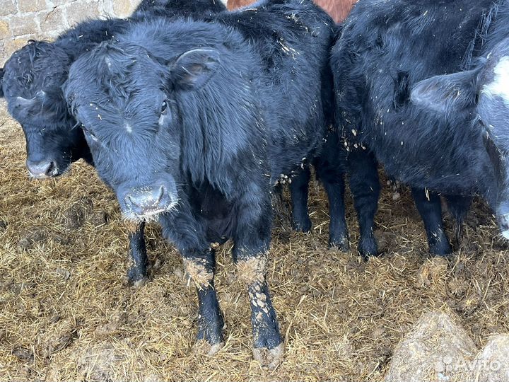 Быки обирдины