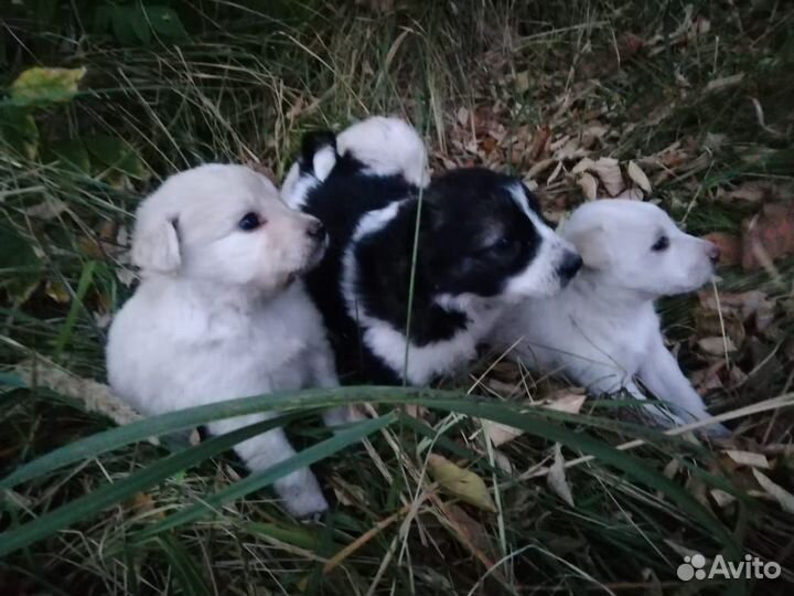 Щенки в добрые руки