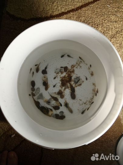 Мальки сома