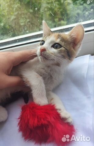 Кошка