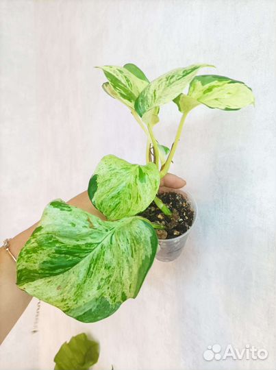 Сциндапсус(эпипремнум) хэппи лиф