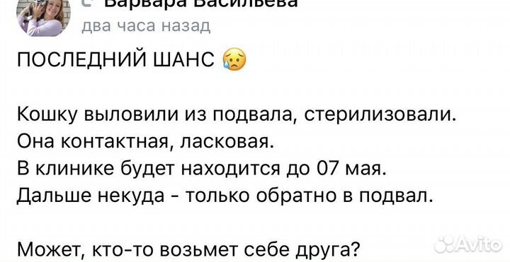 Трехцветная кошка-талисман