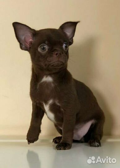Щенки чихуахуа мальчик гармоничный аккуратный