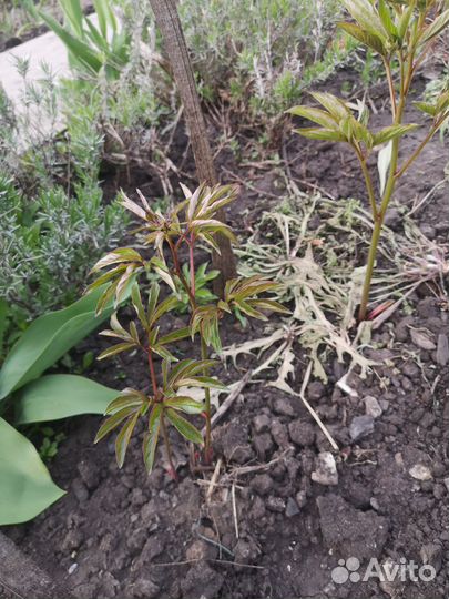 Пионы розовые (саженцы)