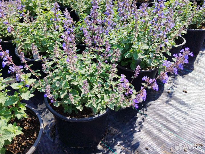 Многолетники для сада