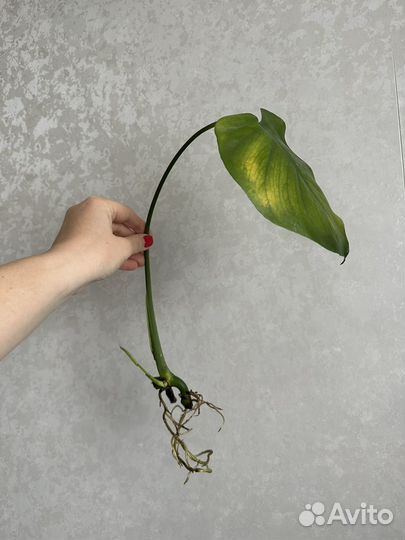 Комнатные растения цветы