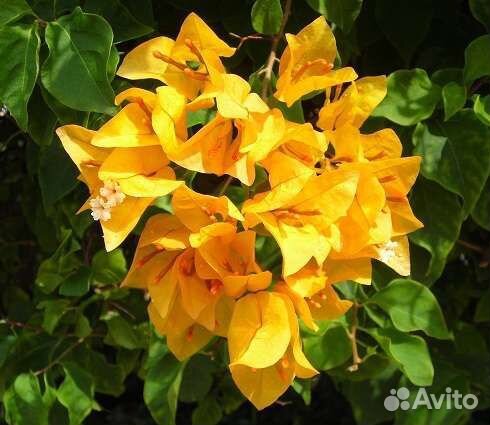 Бугенвиллия