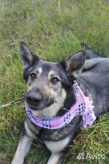 Умная собака Ариель