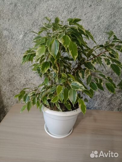 Комнатные цветы