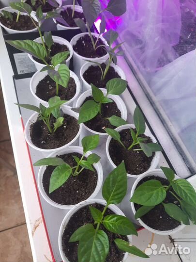 Рассада перцев,томатов,баклажанов, цветов,семена