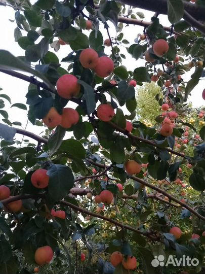 Яблоки ранетки