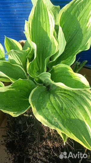 Многолетники садовые