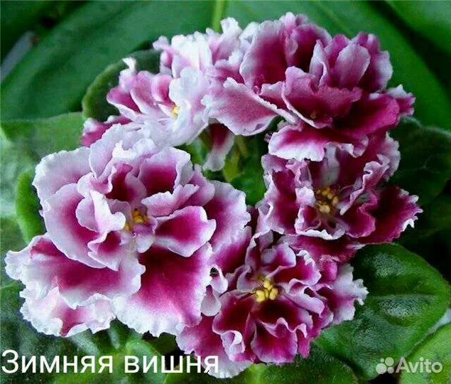 Фиалки набор №8 укорененных листов 7 разных сортов