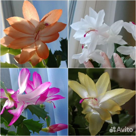 Декабрист шлюмбергера