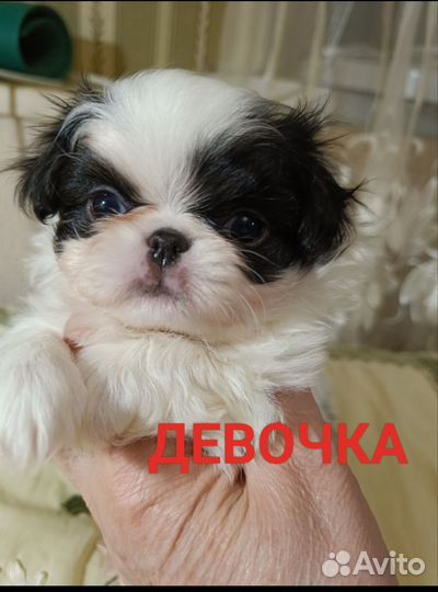 Щенки японский хин