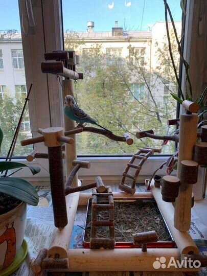 Игровые стенды, площадки для попугаев