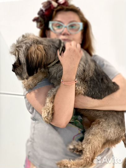 Миниатюрная терьерочка в добрые руки