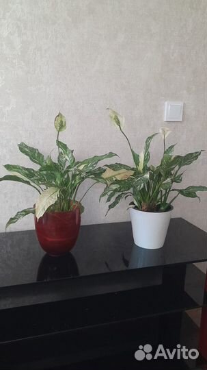 Продам цветы домашние