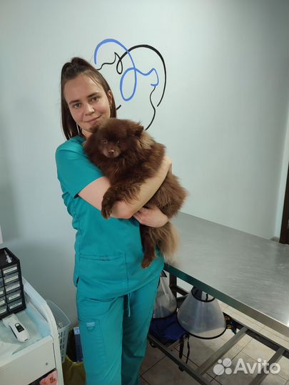 Ветеринарный врач на дом