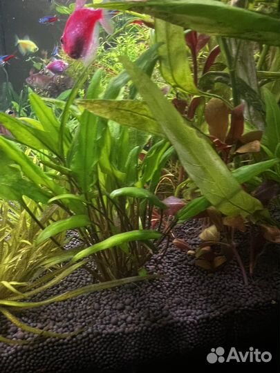 Аквариумные растения