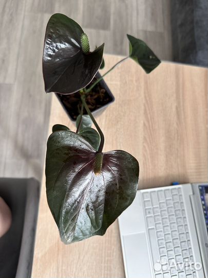 Антуриум Блэк Джамбо (Black Jambo)