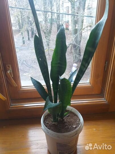 Сансивиерия