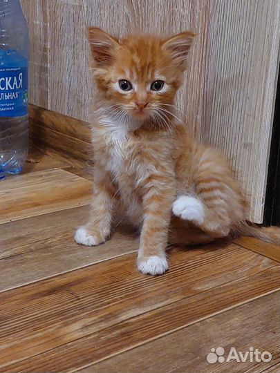 Рыжий котик