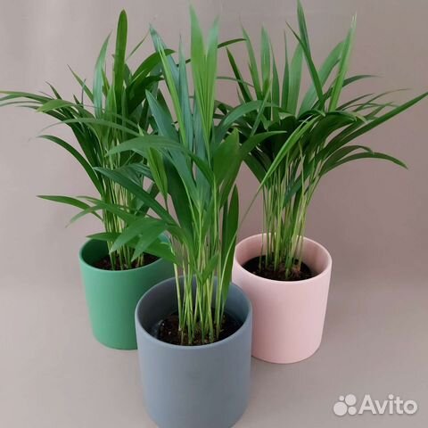 Ховея Комнатные растения