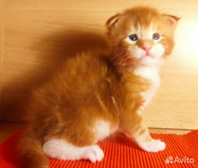 Котята Мейн Кун мальчики и девочка