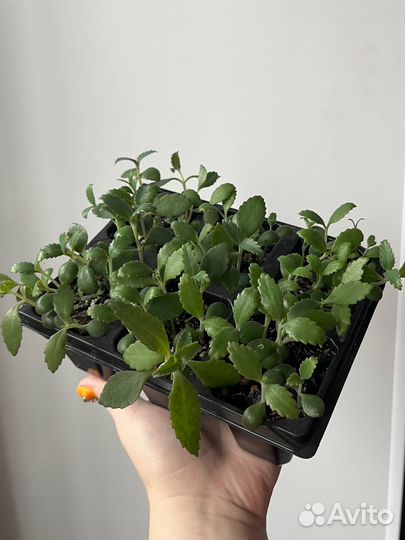 Каланхоэ дегремона