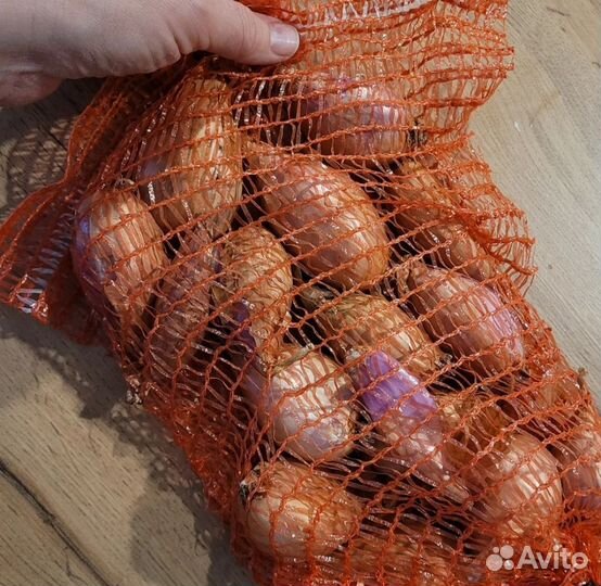 Лук севок шалот озимый