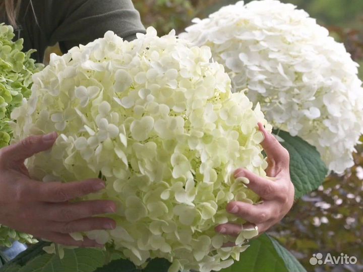 Гортензии древовидные