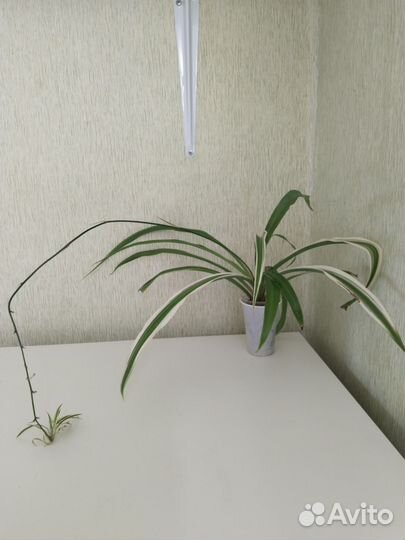 Комнатные растения