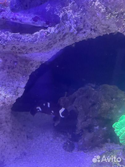 Морские рыбки. Клоун премнас