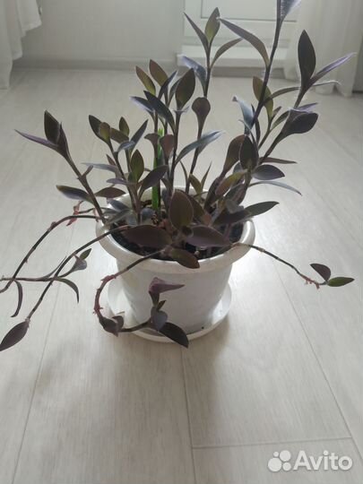 Сеткрезия пурпурная