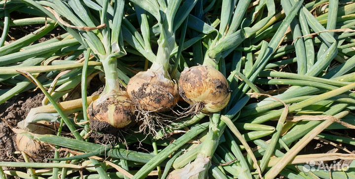 Лук Штутгарт на зелень оптом от 3 тонн