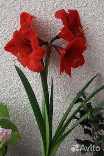 Цветок комнатный гиппеаструм