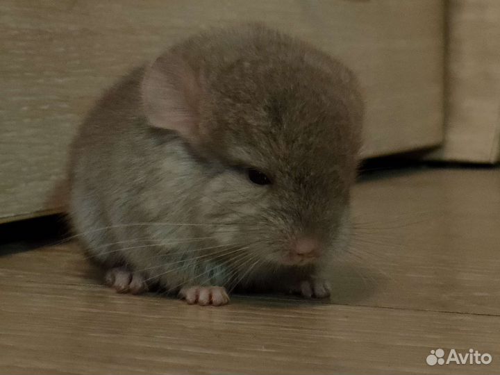 Шиншилла