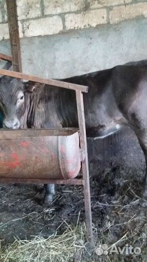 Телочка 5 месяцев на племя