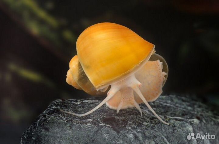 Улитки ампулярии