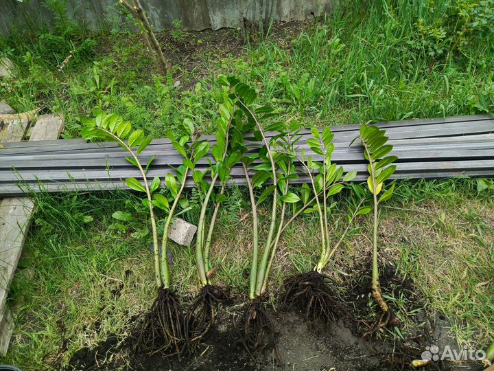 Комнатные цветы