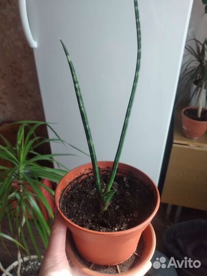 Сансевиерия