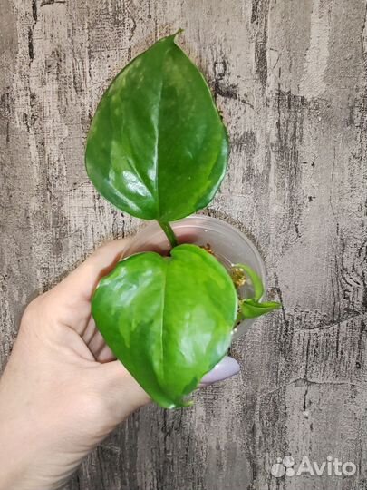 Комнатные цветы 3