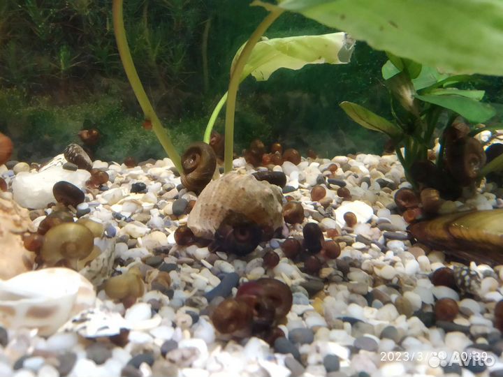 Улитки катушки