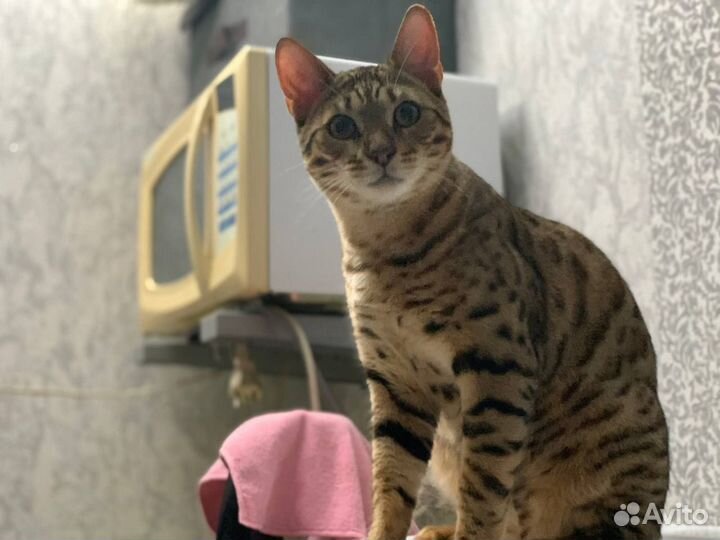 Вязка кошек