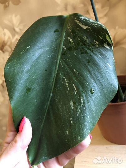 Монстера вариегатная альба