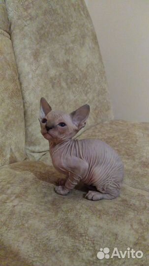 Канадский сфинкс котенок
