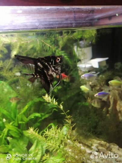 Скалярия чёрный мрамор