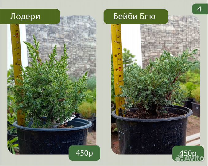 Хвойные растения