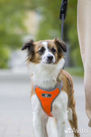 Маленькая собачка в добрые руки